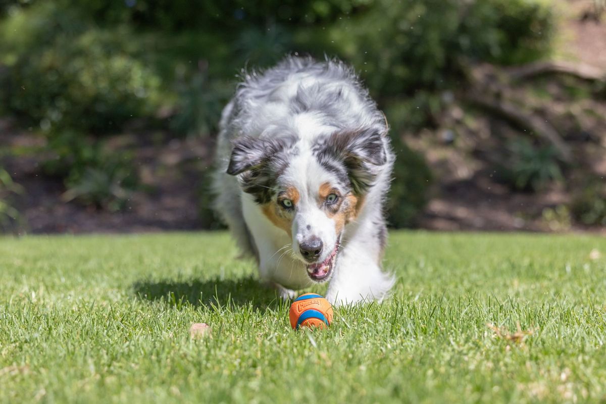 Çimenlerde Chuckit! Ultra Ball’a koşan köpek